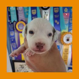 1 LIVER SPOT LUA MALE - White and liver brown male Dalmatian puppy in Perry, Michigan from Mid-Michigan Dalmatians