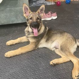 Indi - Sable German Shepherd puppy in Allen Park, Michigan from Honeycutt Haus Shepherds