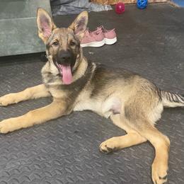 Indi - Sable German Shepherd puppy in Allen Park, Michigan from Honeycutt Haus Shepherds