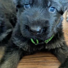 German Shepherd Puppies from McLaughlin German Shepherds