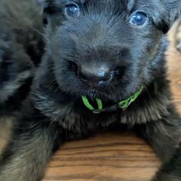German Shepherd Puppies from McLaughlin German Shepherds