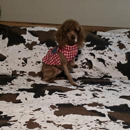 Denali - Poodle