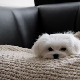 Maltese Puppies from Leona's Maltese