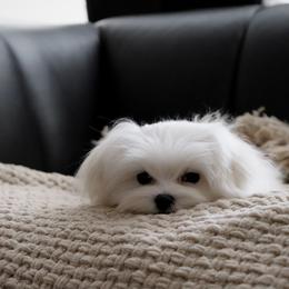 Maltese Puppies from Leona's Maltese
