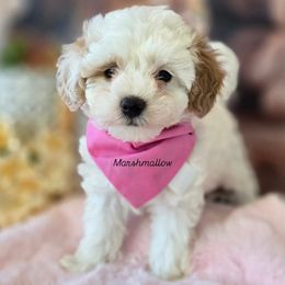 Marshmallow - Brown and white female Aussiedoodle puppy in Prescott Valley, Arizona from Ramirez Family Doodles