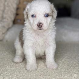 Mary - Merle female Bernedoodle puppy in West Jordan, Utah from Doodles Friend