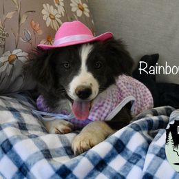 Rainbow - Black tri female Miniature Australian Shepherd puppy in California from Eagle River Aussies