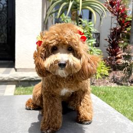 Goldendoodles and Poodles from Goldendoodles of San Diego