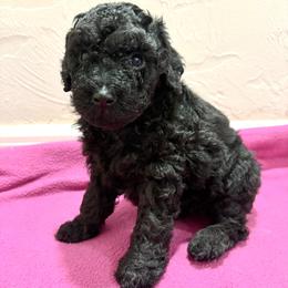 Black female 1- smallest female - Black female Poodle puppy in Williston, Florida from JD French Bulldogs, Mini Poodles, and Border Collies