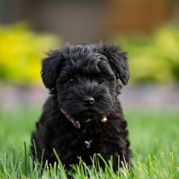 Miniature Schnauzer Puppies from Star Schnauzers