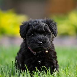 Miniature Schnauzer Puppies from Star Schnauzers