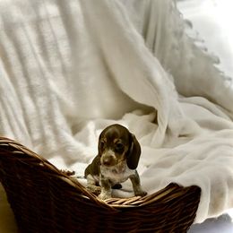 Kerry - Chocolate and cream female Dachshund puppy in Ocala, Florida from SR Mini Dachshunds