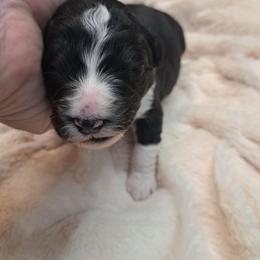 Tiffany - Tri-color female Bernedoodle puppy in Lafayette, Alabama from Williams Lake Doodles