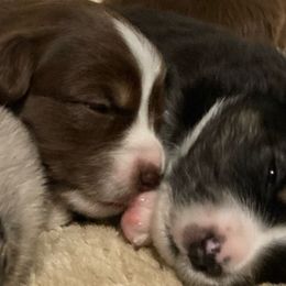 Miniature Australian Shepherd Puppies from Blue Skye's Miniature Australian Shepherds