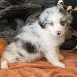 Australian Shepherd and Miniature American Shepherd Puppies from Tanya Strickland