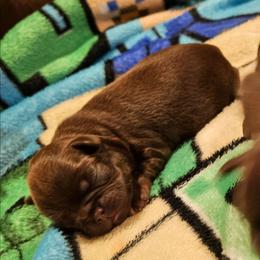Girl 1 - Brown female Brussels Griffon puppy in Huntsville, Alabama from Tammy's Brussels