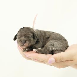 Pink Collar Girl - Merle female Cavapoo puppy in Republic, Missouri from Red Skye Puppies