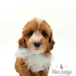 O'Brien - Red male Australian Labradoodle puppy in Estacada, Oregon from Pine Lodge Labradoodles