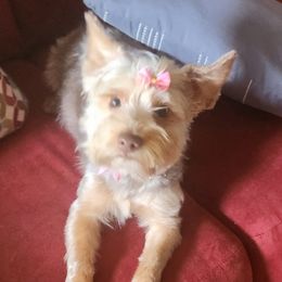 Lulu - Yorkshire Terrier