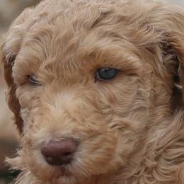 Aussiedoodles, Goldendoodles, and Poodles from JP’s Premium Pets