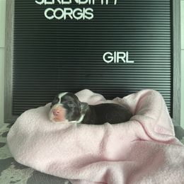 Addison Montgomery - Black and white female Cardigan Welsh Corgi puppy in Westminster, Maryland from Serendipity Corgi's