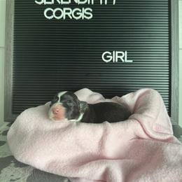 Addison Montgomery - Black and white female Cardigan Welsh Corgi puppy in Westminster, Maryland from Serendipity Corgi's