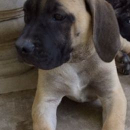Mastiff Puppies from Lone Star Legends Mastiffs