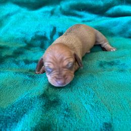 Sandy - Red female Dachshund puppy in Opelika, Alabama from Dachshund Darlins