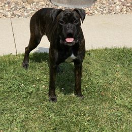 Blitzen - Boxer
