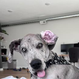Great Dane All Grown Up from Blue Dane Ridge