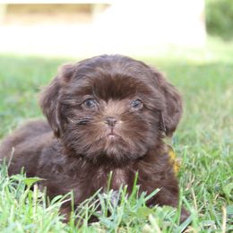 Chocolate girl 2 - Chocolate female Shih Tzu puppy in Newark, Ohio from Gemini Kennels