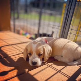 Beagle Puppies from Lead The Way Kennel LLC