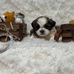 Lulu - Tricolor female Shih Tzu puppy in Middleboro, Massachusetts from Highland Farm