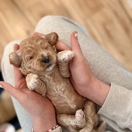 Mozzarella - Cream female Cockapoo puppy in Denver, Pennsylvania from Greenview Puppies
