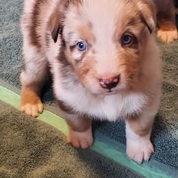 Tom - Red merle male Australian Shepherd puppy in Cottage Grove, Oregon from Farmstead Aussies