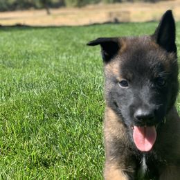 Belgian Malinois Puppies from Tehachapi Malinois