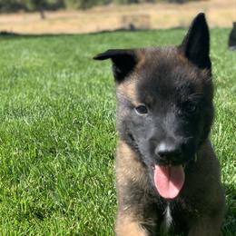 Belgian Malinois Puppies from Tehachapi Malinois