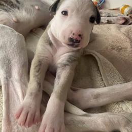 Whippet Puppies from Phoenix Whippets