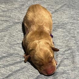 Purple boy - Yellow male Labrador Retriever puppy in Monticello, Georgia from Hollow Meadows Retrievers