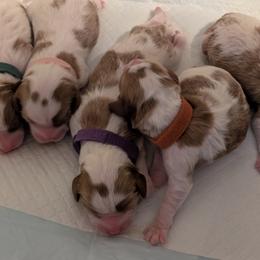 Purple - Blenheim female Cavapoo puppy in Newport, North Carolina from Crystal Coast Cavapoodles