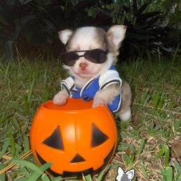 Snickers - Chocolate sabled fawn male Chihuahua puppy in Naples, Florida from Naples Tiny Dogs