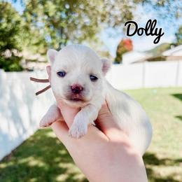 Dolly - White female Maltese puppy in Morehead, Kentucky from Paw Perfect Pets