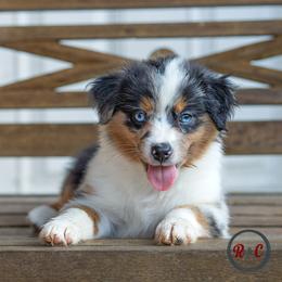Ursula - Blue merle female Miniature Australian Shepherd puppy in Buna, Texas from R & C Kennels