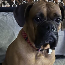 Boxers from Dawn Dacosta