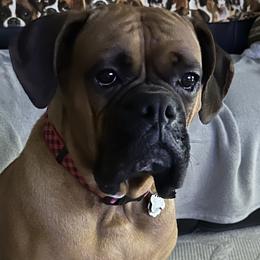 Boxers from Dawn Dacosta