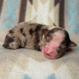Boy 1-Red Merle - Red merle male Australian Shepherd puppy in Mayfield, Kentucky from Hamilton Farms