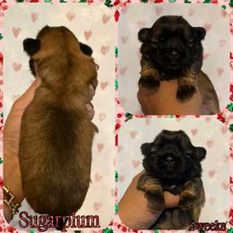 Sugarplum - Sable female Shih Tzu puppy in Yelm, Washington from Lala's All Star Shih Tzu