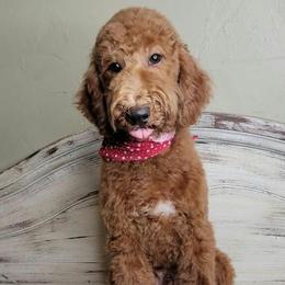 Fanboy (Green Collar) - Red  male Goldendoodle puppy in Scurry, Texas from 07 Seven Oaks Goldens and Doodles