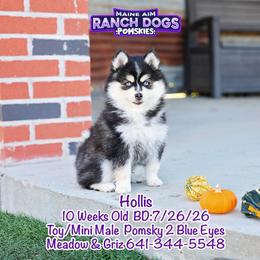 Hollis - Black and white male Pomsky puppy in Humeston, Iowa from M.A.R. Dogs
