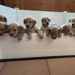 Goldendoodle Puppies from Muddy Acre Pups